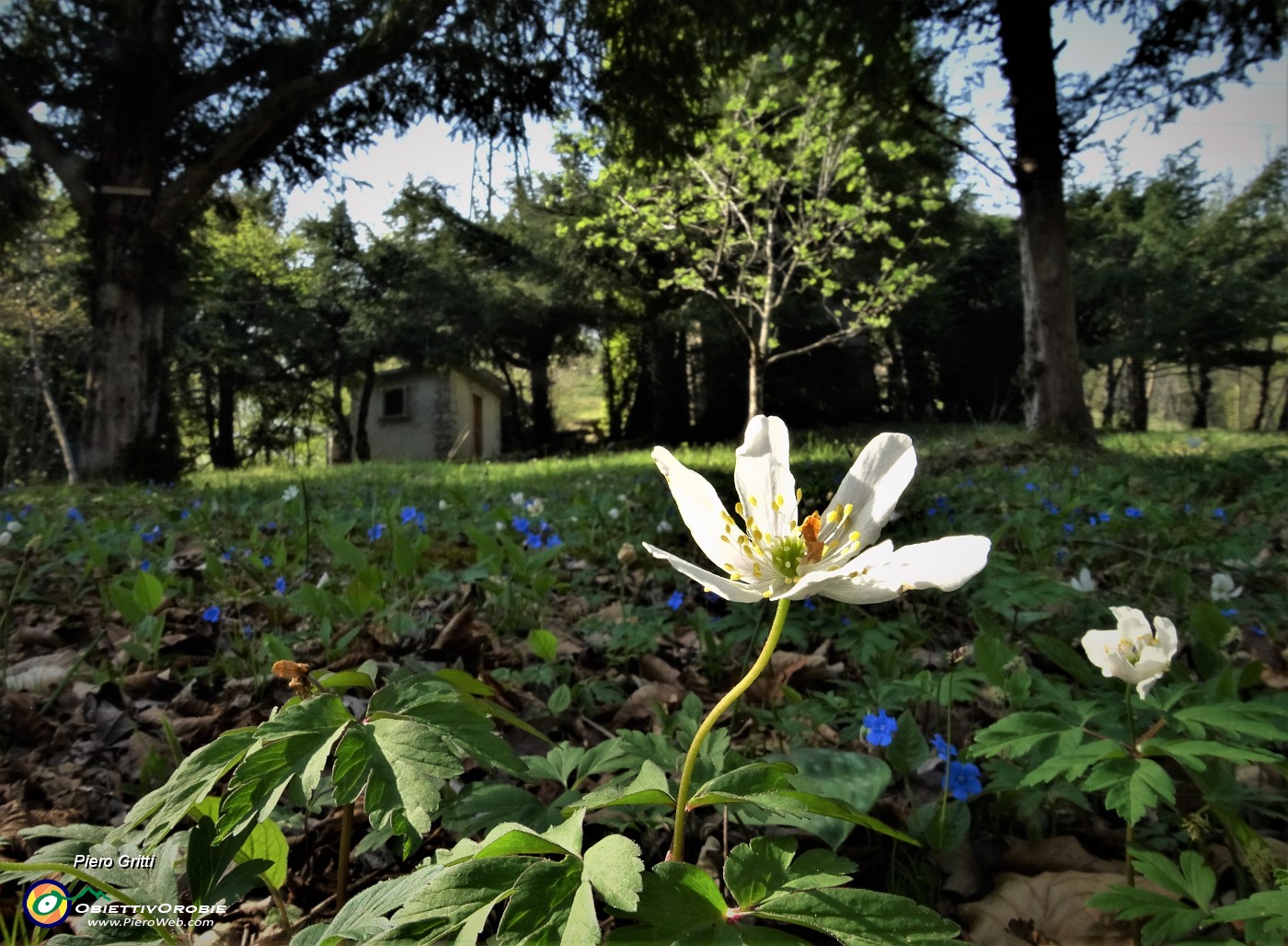 39 Bella bianca presenza baciata dal sole di Anemone nemorosa (Anemonoides nemorosa) nell'ombroso roccolo.JPG